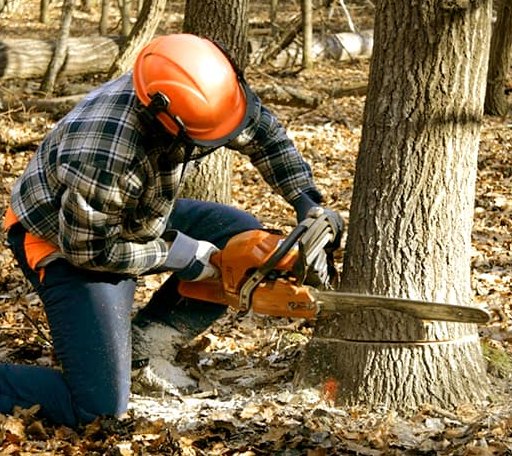 Tree Removal in Lawn, TX